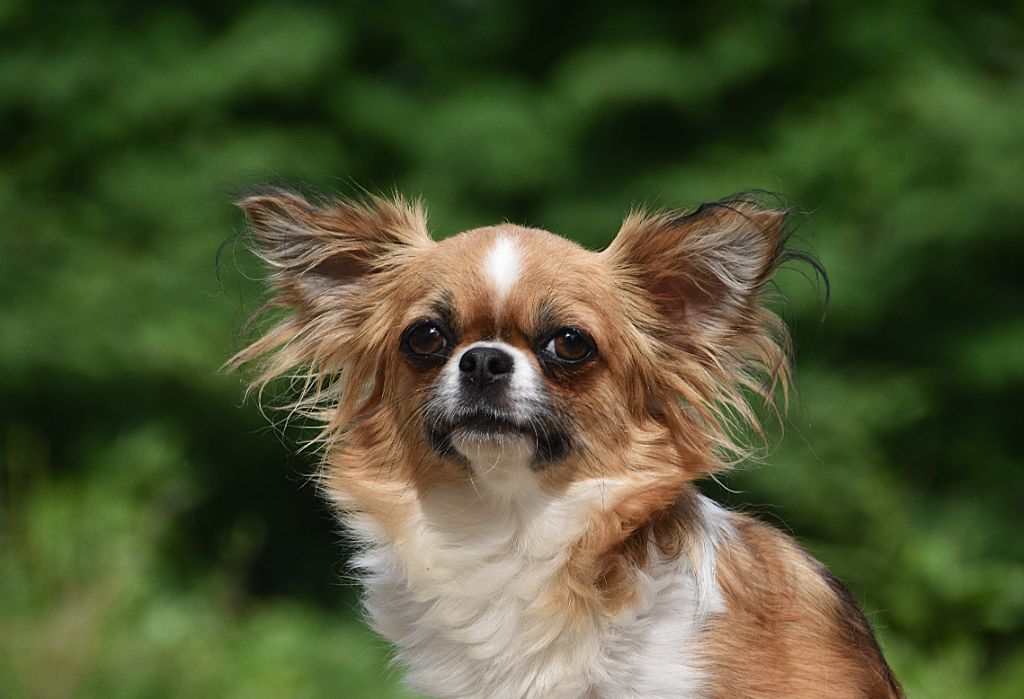 Wixy De La Rodge Creux